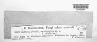 Image of Orbilia medicaginis